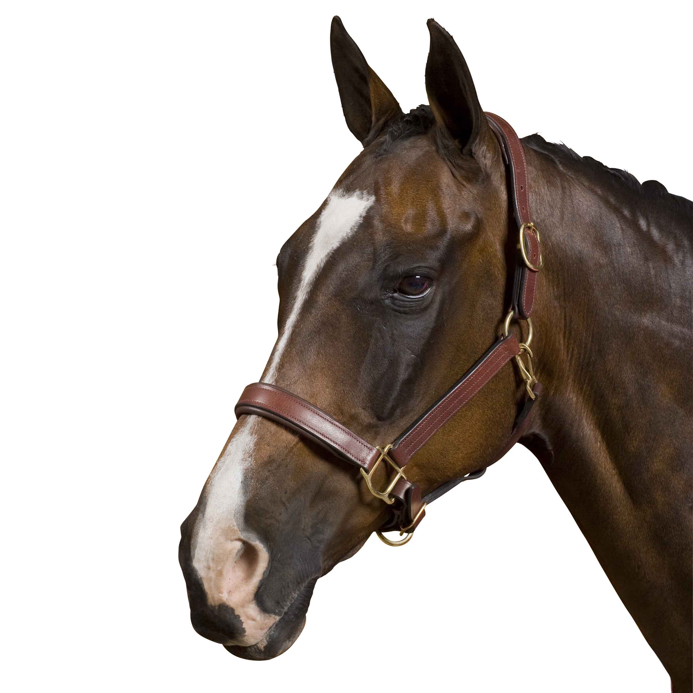 image_main - Brown - Collegiate Deluxe Padded Breakaway Halter - .jpg