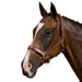 image_main - Brown - Collegiate Deluxe Padded Breakaway Halter - .jpg