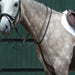 image_main - Brown - Collegiate Essential Plain Flat Running Martingale - .jpg