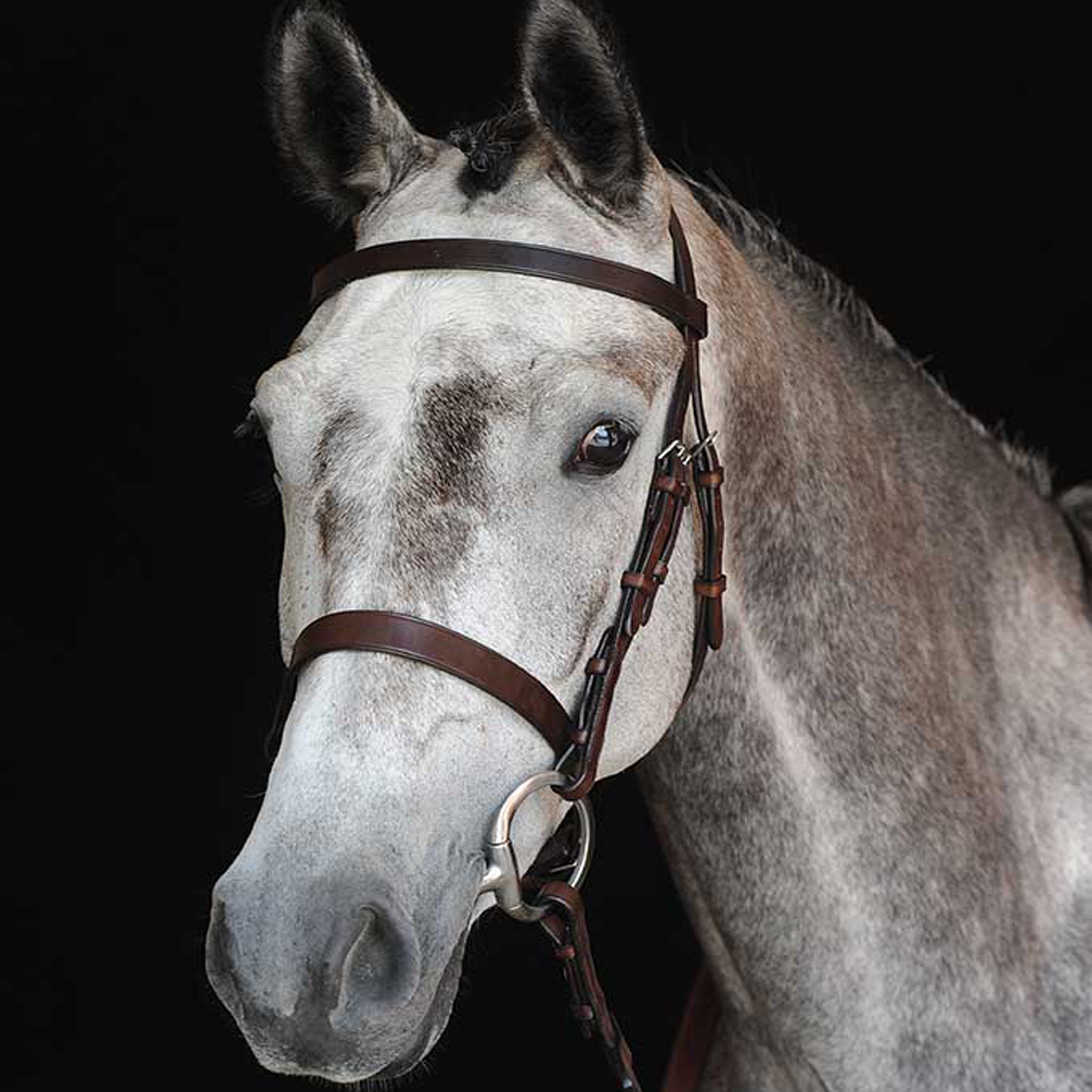 image_main - Brown - Collegiate Hunt Cavesson Bridle IV - .jpg