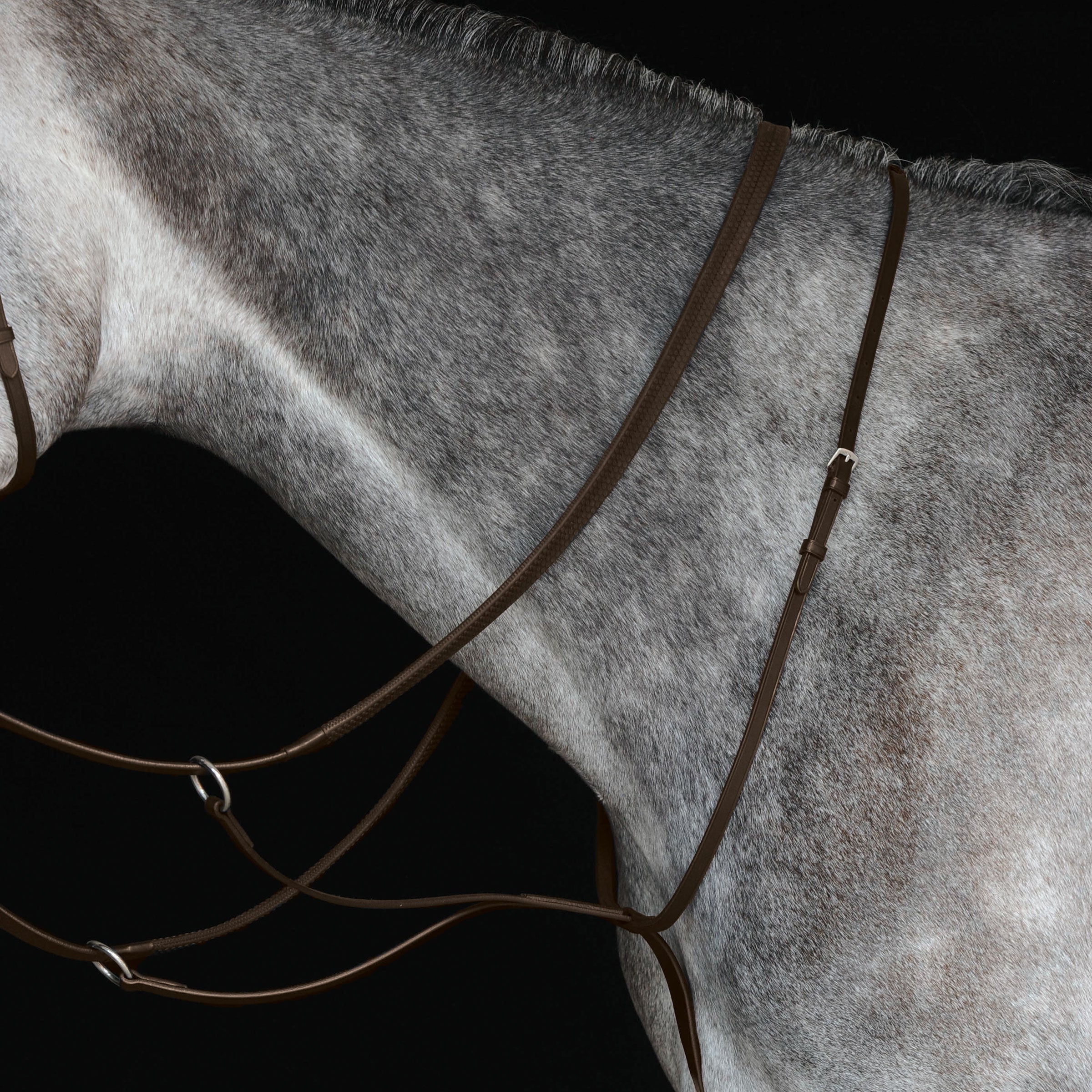 image_main - Brown - Collegiate Running Martingale IV - .jpg