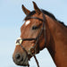image_main - Brown - Collegiate Syntovia+ Padded Raised Figure 8 Bridle - .jpg