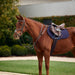 image_main - Brown - Dublin 3-Point Breastplate - .jpg