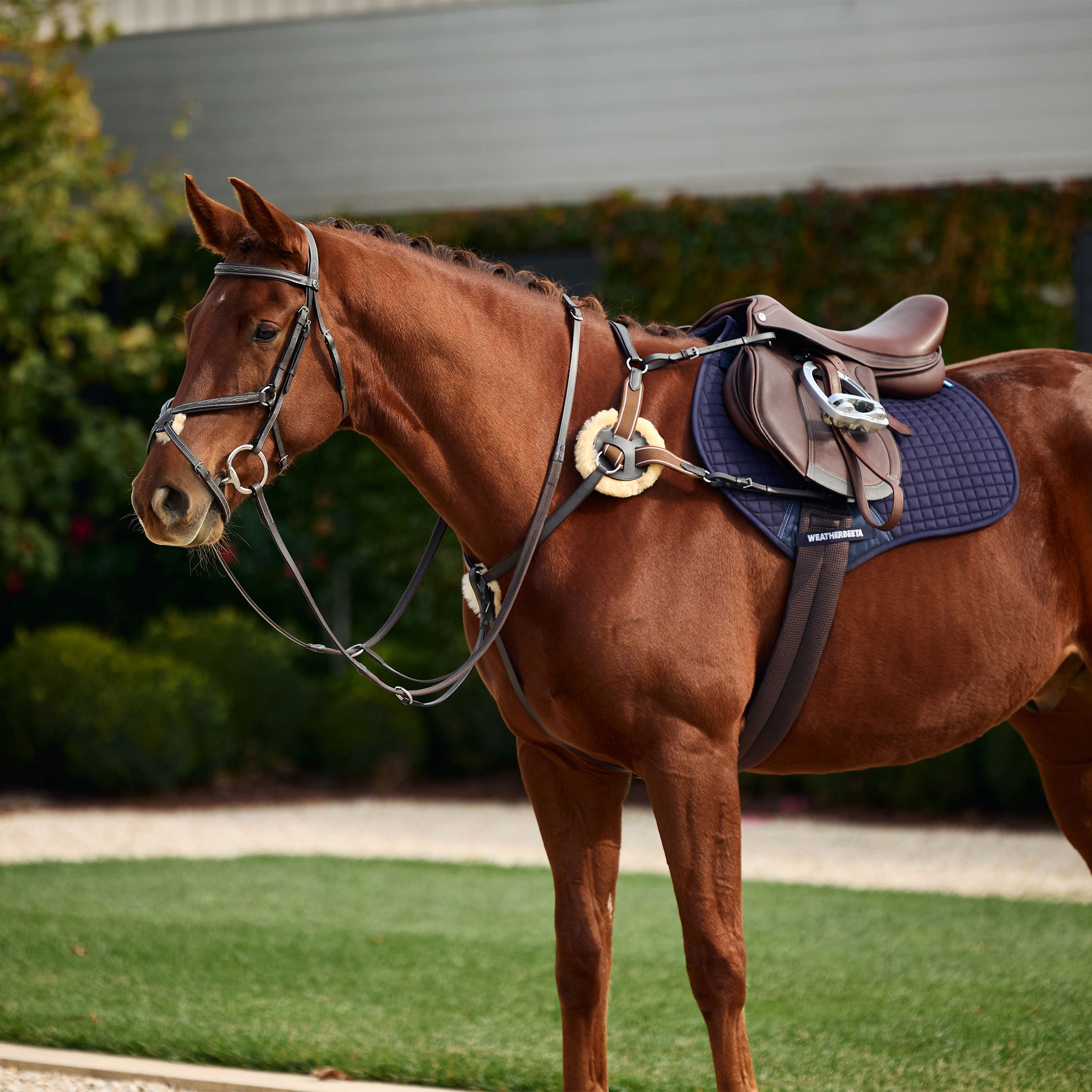 image_main - Brown - Dublin 5-Point Event Breastplate - .jpg