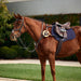 image_main - Brown - Dublin 5-Point Event Breastplate - .jpg