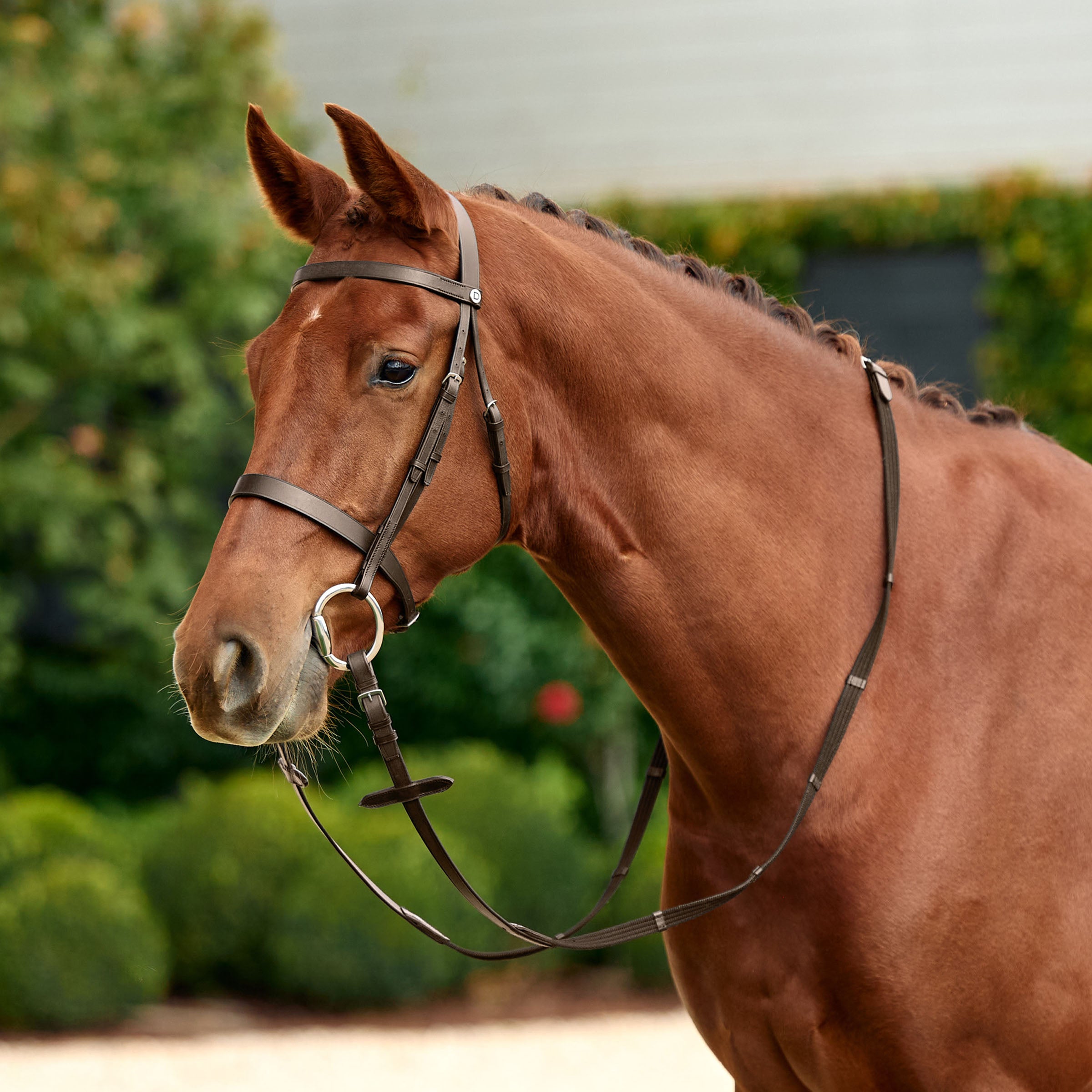 image_main - Brown - Dublin Flat Cavesson Bridle - .jpg