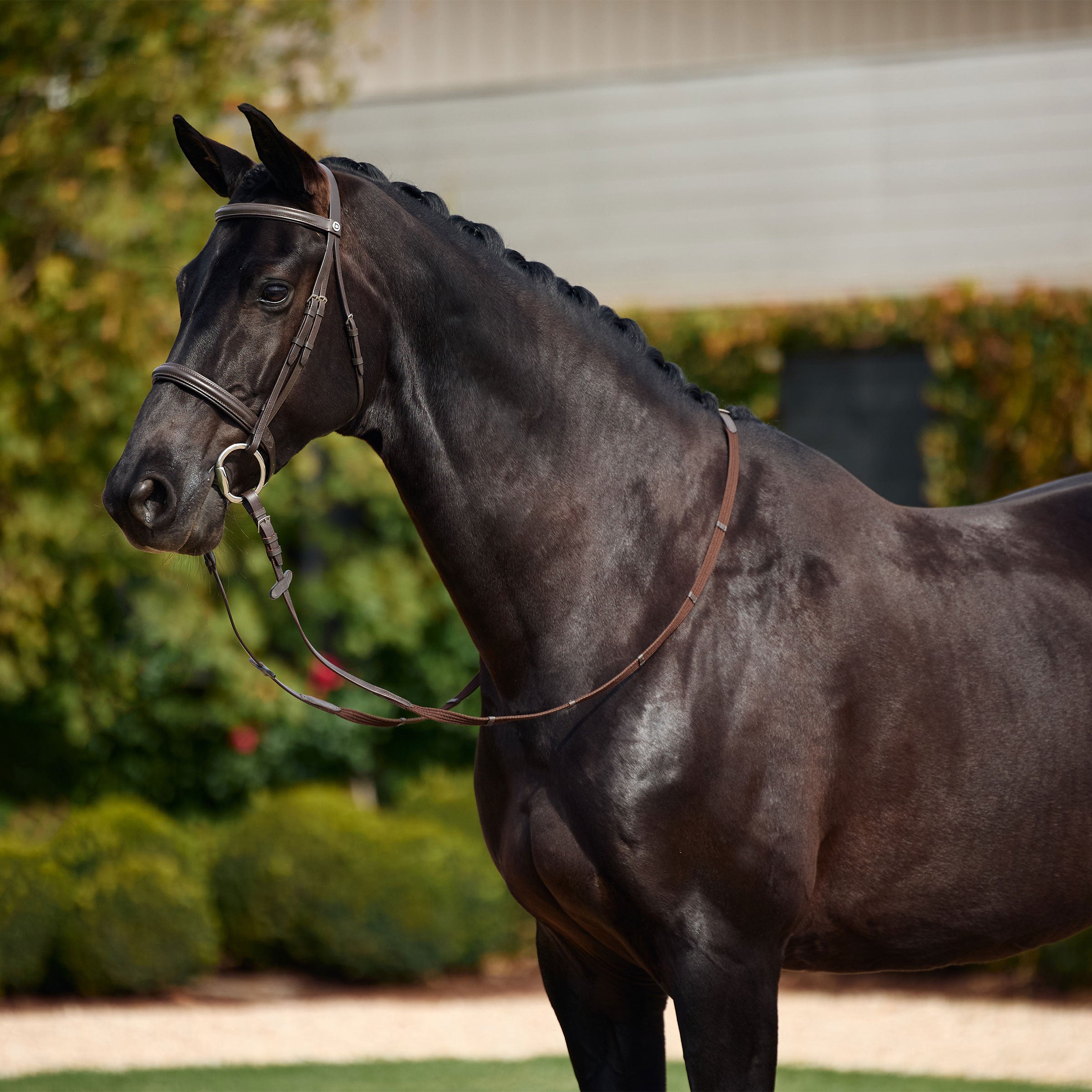 image_main - Brown - Dublin Padded Cavesson Bridle - .jpg