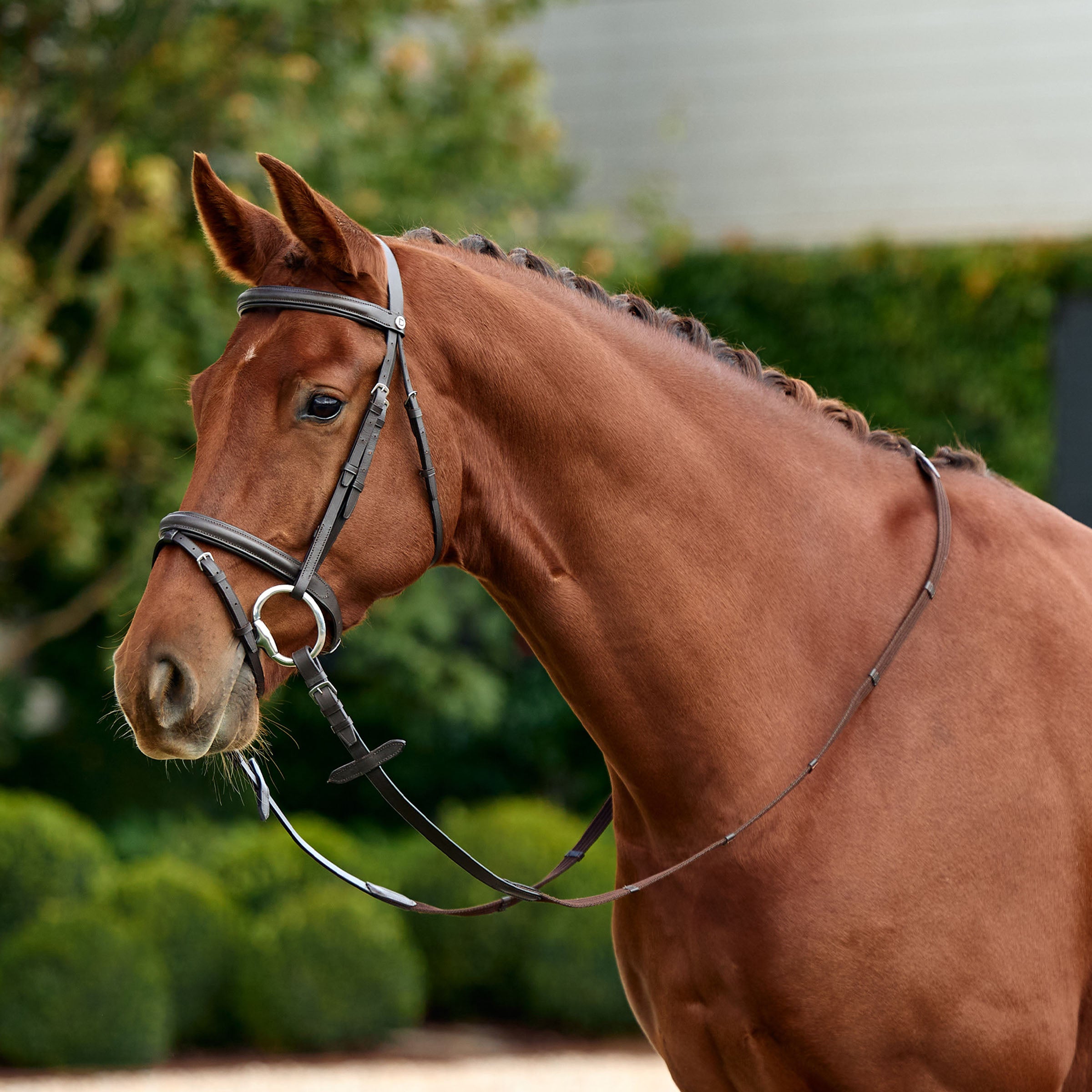image_main - Brown - Dublin Padded Flash Bridle - .jpg