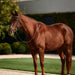image_main - Brown - Dublin Padded Mono Crown Fancy Stitch Grackle Bridle - .jpg