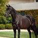 image_main - Brown - Dublin Padded Mono Crown Fancy Stitch Hunt Bridle - .jpg