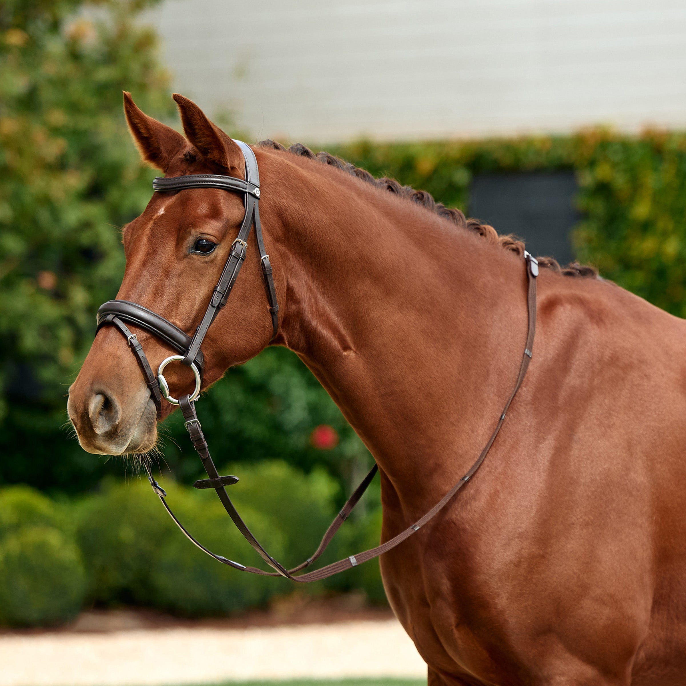 image_main - Brown - Dublin Padded Mono Crown Flash Bridle - .jpg