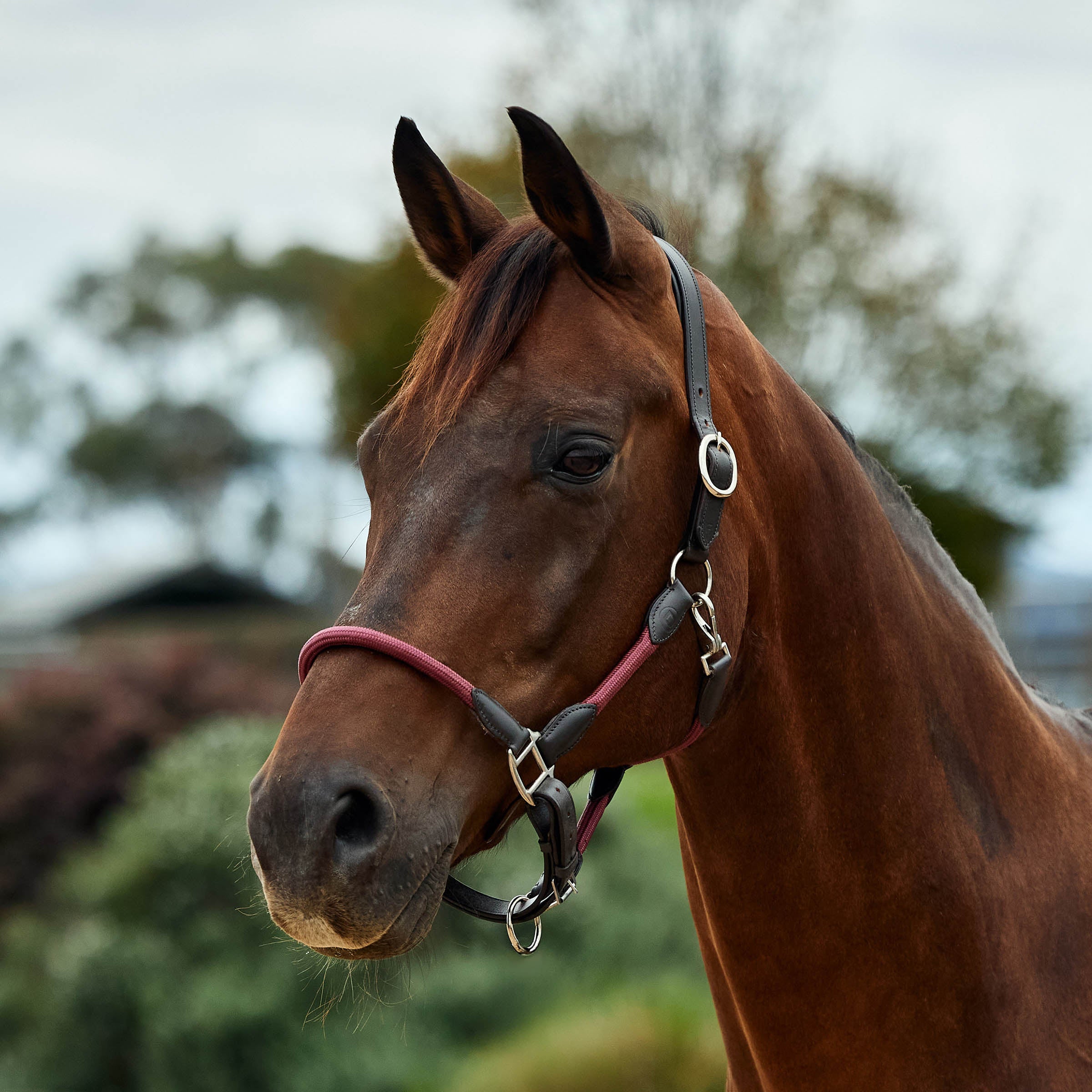 image_main - Burgundy/Brown - Dublin Leather Rope Halter - .jpg