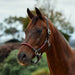 image_main - Burgundy/Brown - Dublin Leather Rope Halter - .jpg