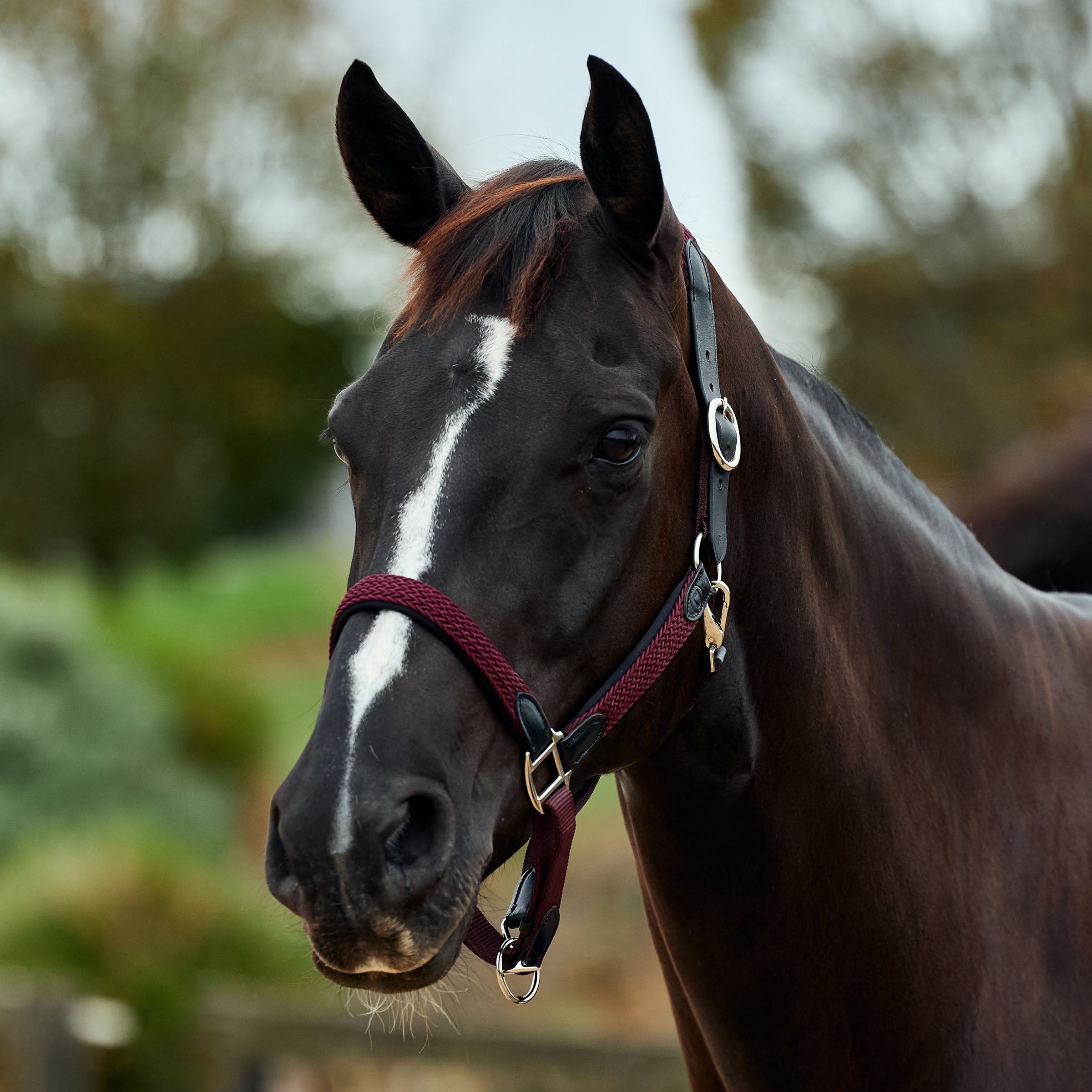 image_main - Burgundy - Dublin Braided Leather Halter - .jpg