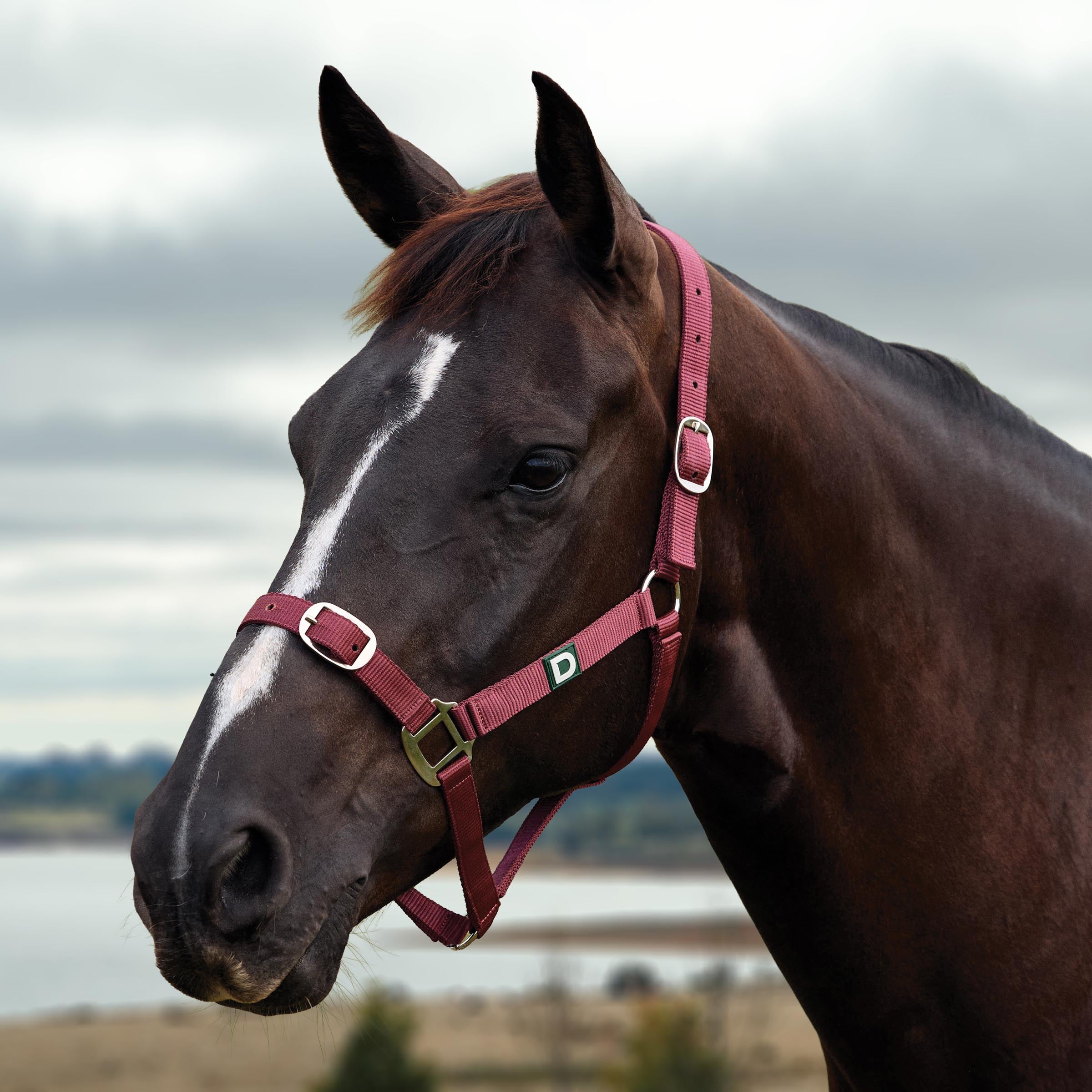 image_main - Burgundy - Dublin Everyday Breakaway Halter - .jpg