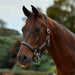 image_main - Charcoal - Dublin Braided Leather Halter - .jpg