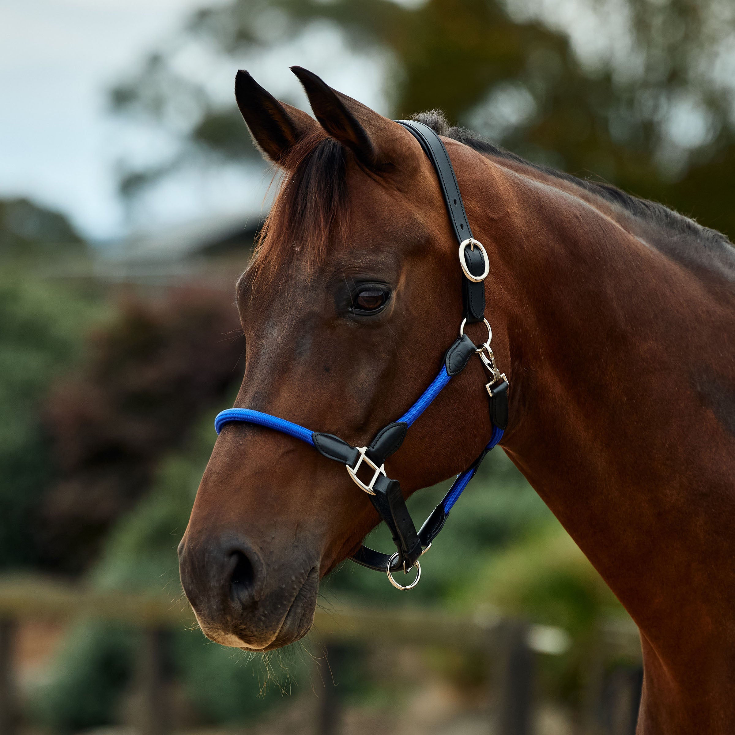 image_main - Cobalt/Black - Dublin Leather Rope Halter - .jpg