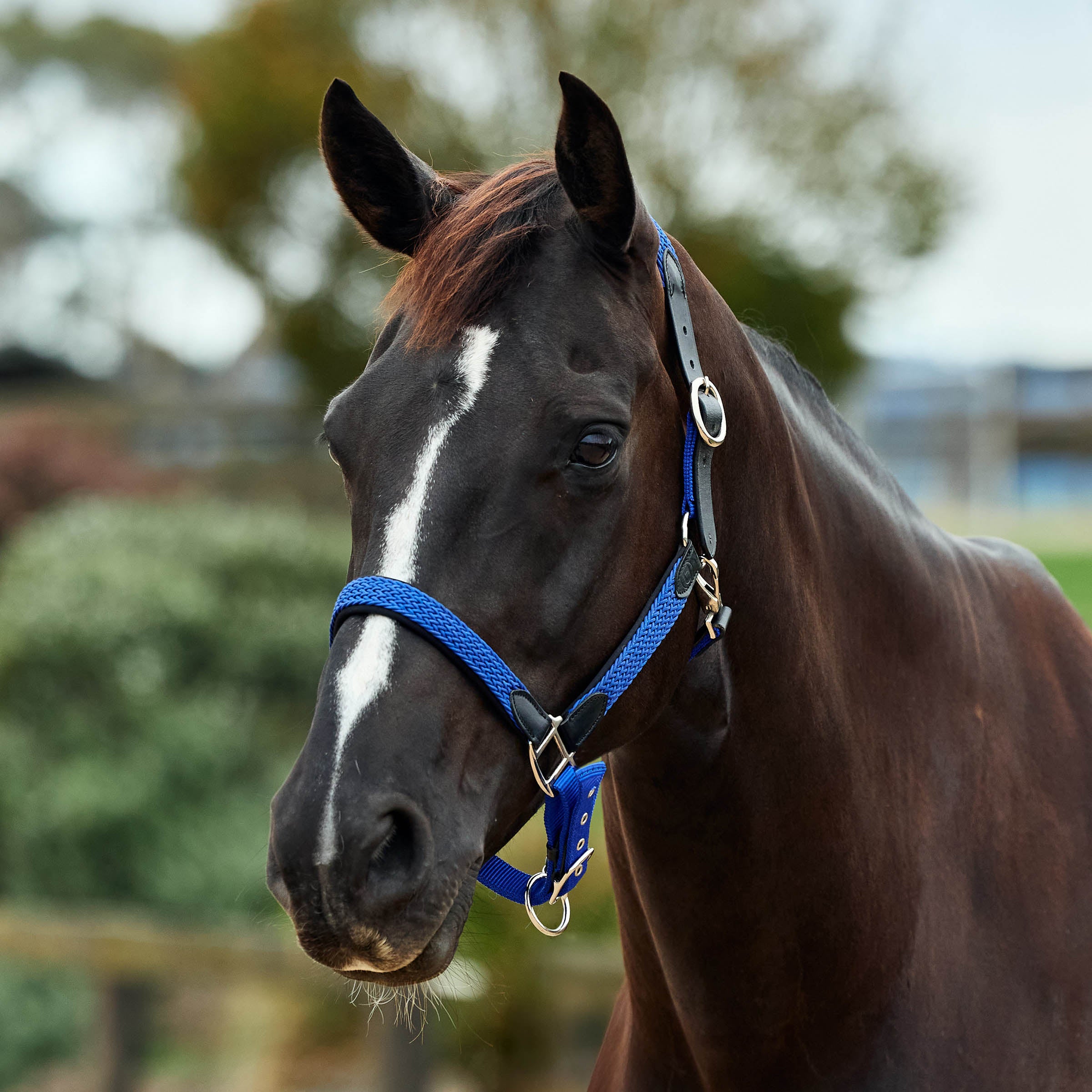 image_main - Cobalt - Dublin Braided Leather Halter - .jpg