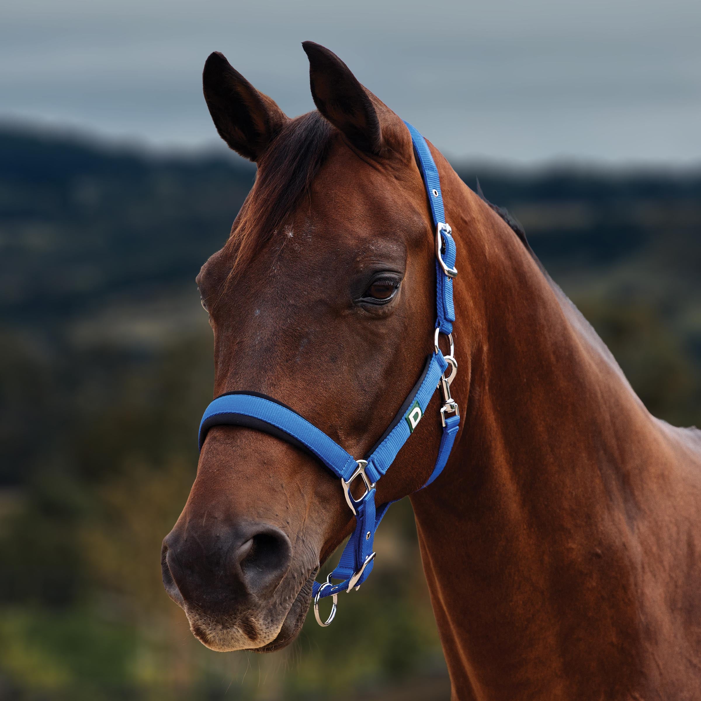 image_main - Cobalt - Dublin Neo Comfort Breakaway Halter - .jpg
