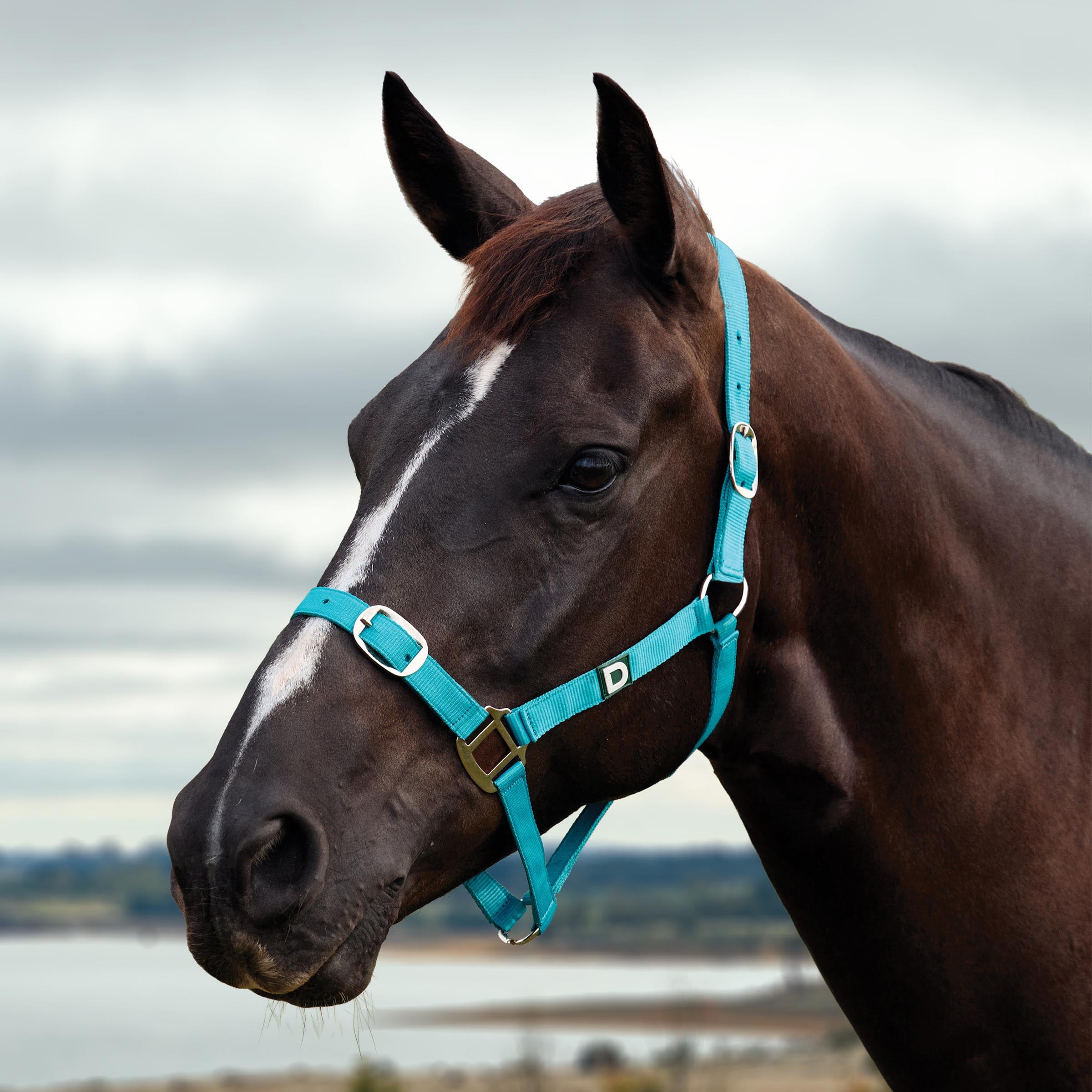 image_main - Dark Turquoise - Dublin Everyday Breakaway Halter - .jpg