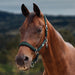 image_main - Green/Black - Dublin Neo Comfort Breakaway Halter - .jpg