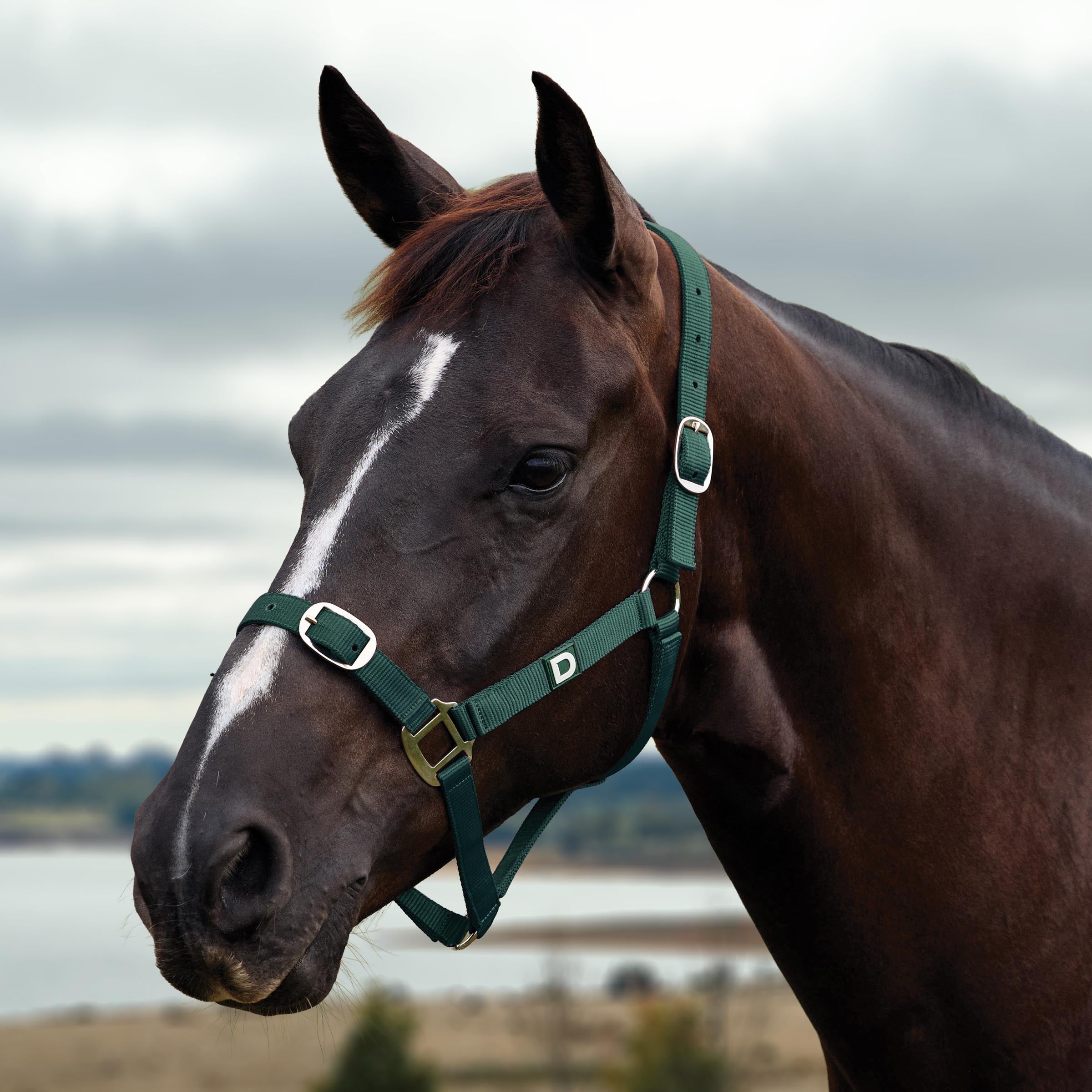 image_main - Green - Dublin Everyday Breakaway Halter - .jpg