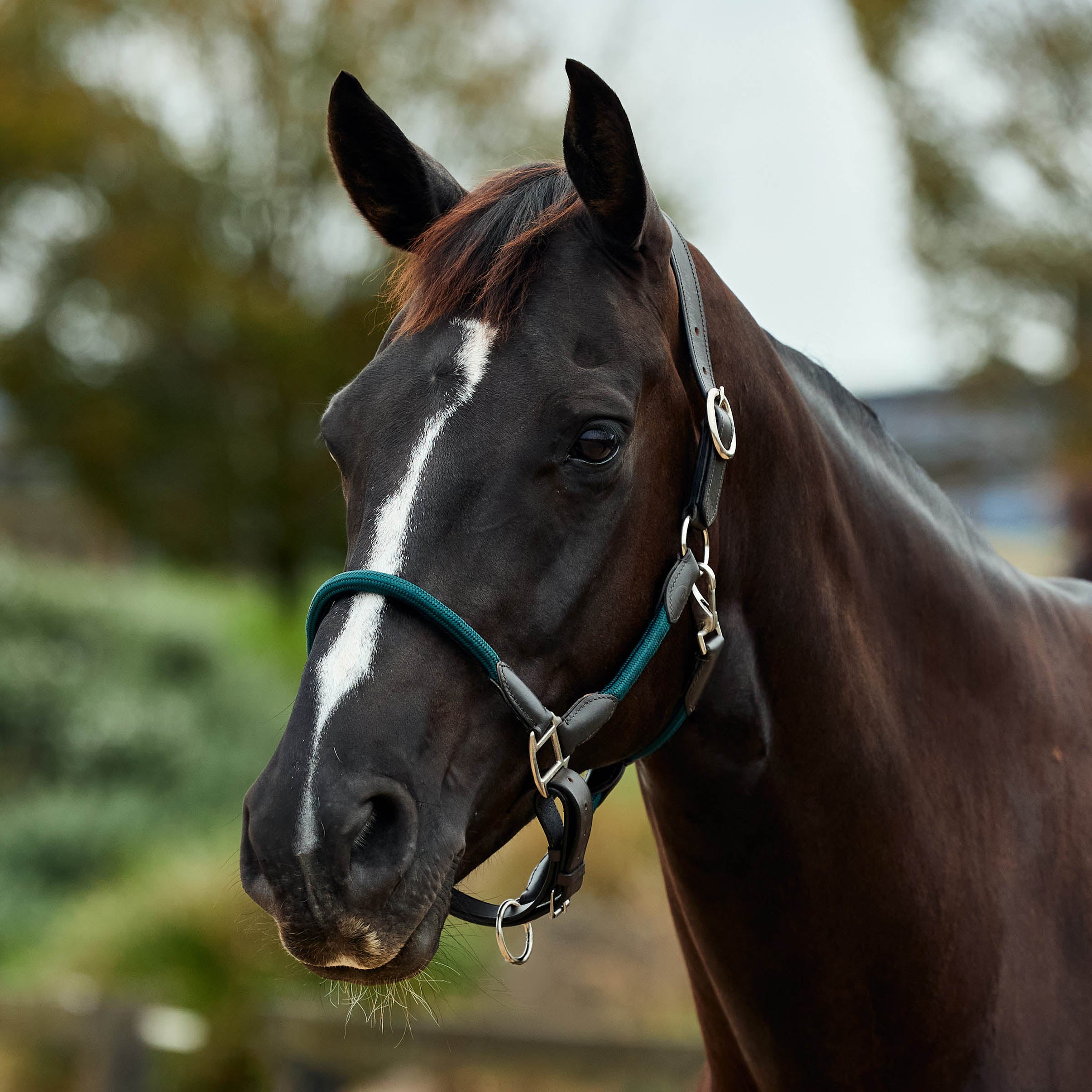 image_main - Hunter Green/Brown - Dublin Leather Rope Halter - .jpg