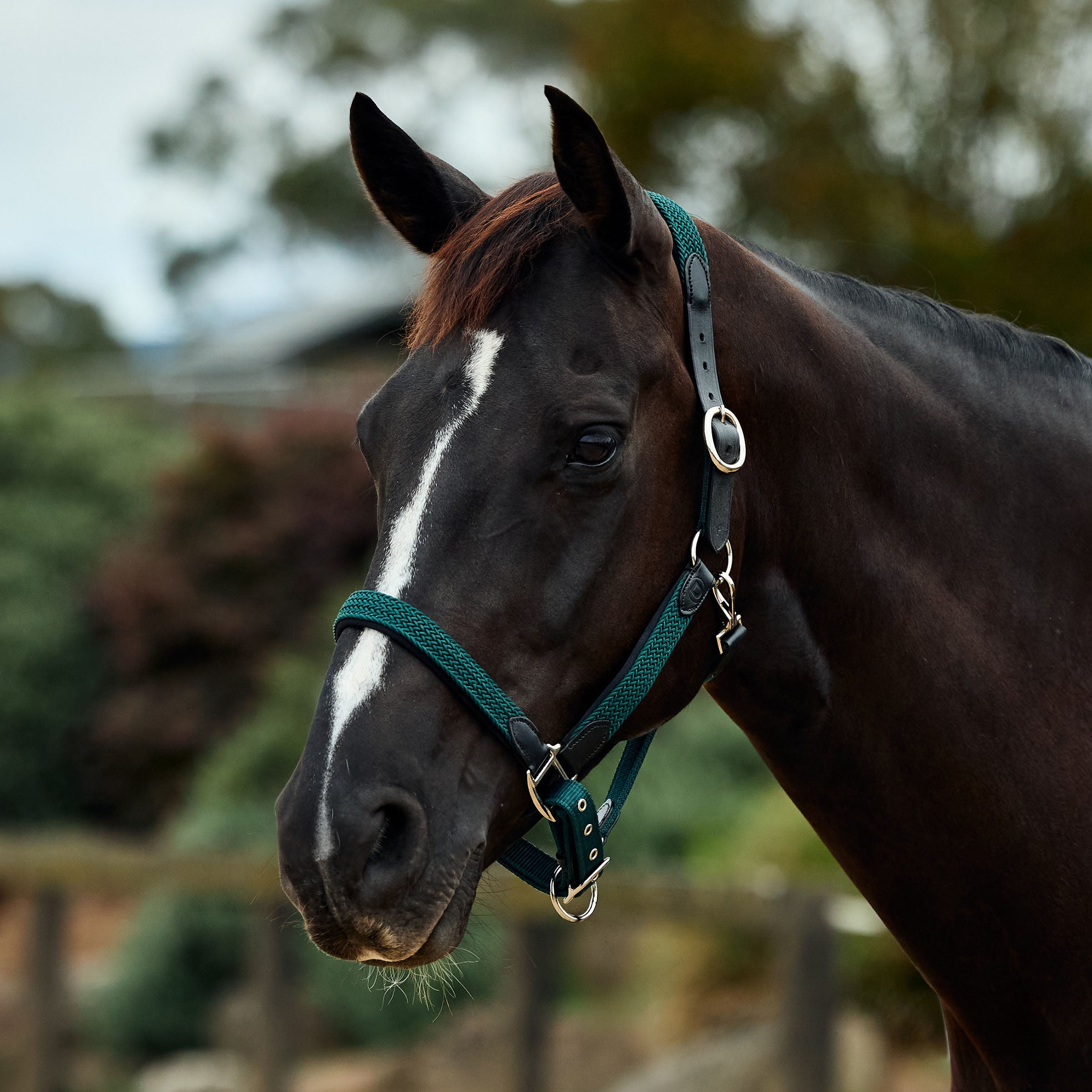 image_main - Hunter Green - Dublin Braided Leather Halter - .jpg
