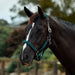 image_main - Hunter Green - Dublin Braided Leather Halter - .jpg