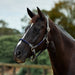 image_main - Navy/Brown - Dublin Leather Rope Halter - .jpg