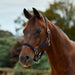 image_main - Navy - Dublin Braided Leather Halter - .jpg