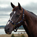 image_main - Navy - Dublin Everyday Breakaway Halter - .jpg