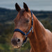 image_main - Navy - Dublin Neo Comfort Breakaway Halter - .jpg