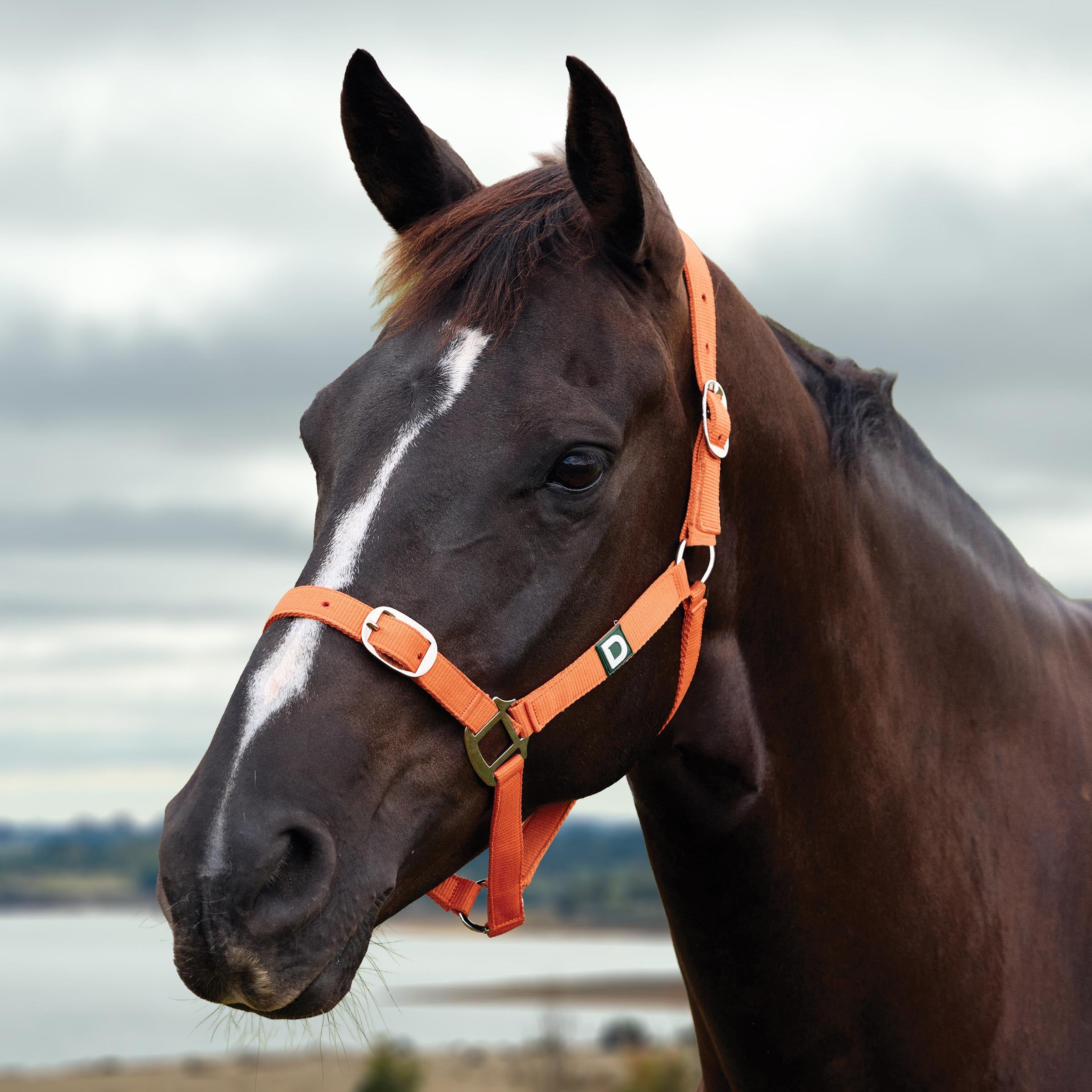 image_main - Orange - Dublin Everyday Breakaway Halter - .jpg