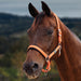 image_main - Orange - Dublin Neo Comfort Breakaway Halter - .jpg