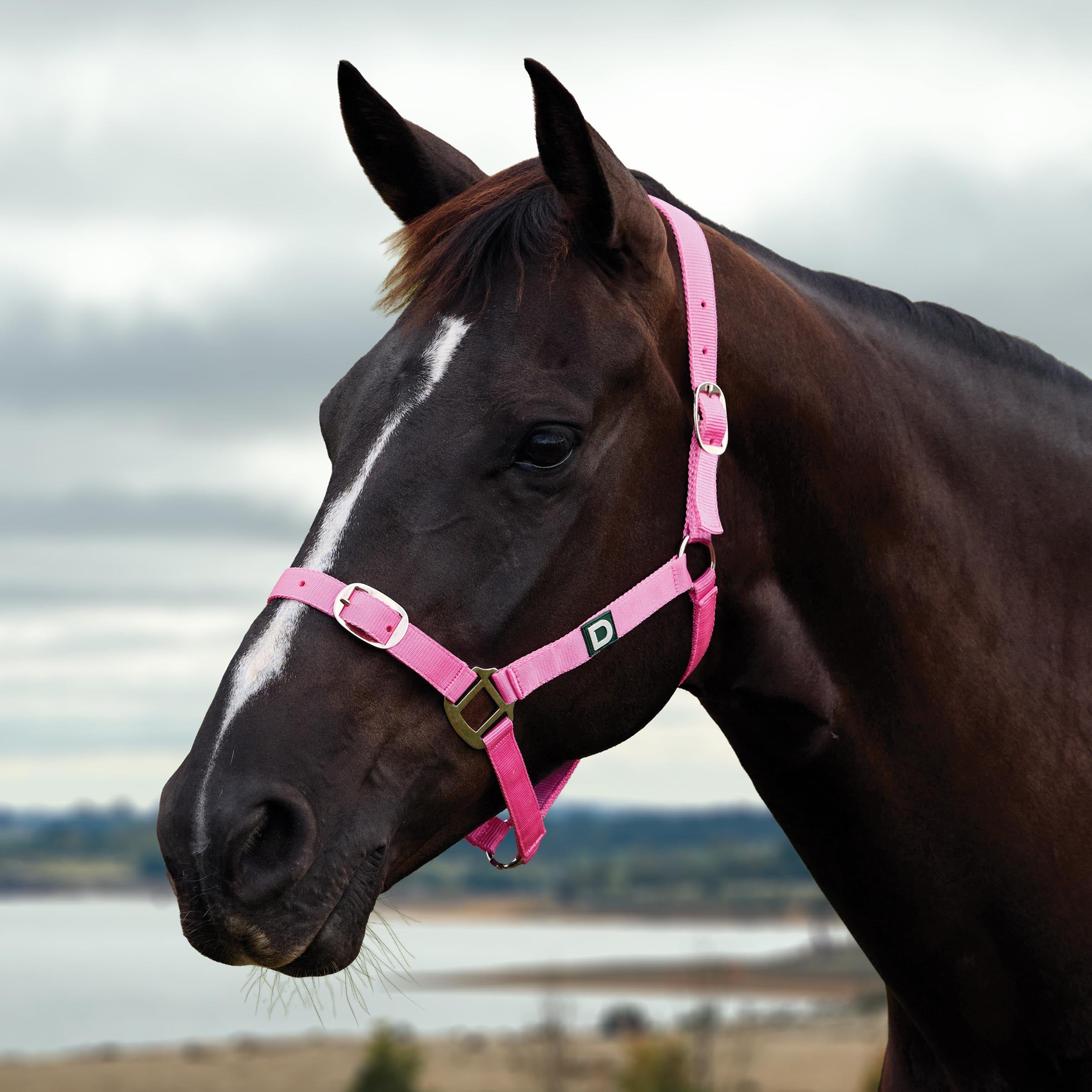 image_main - Pink - Dublin Everyday Breakaway Halter - .jpg