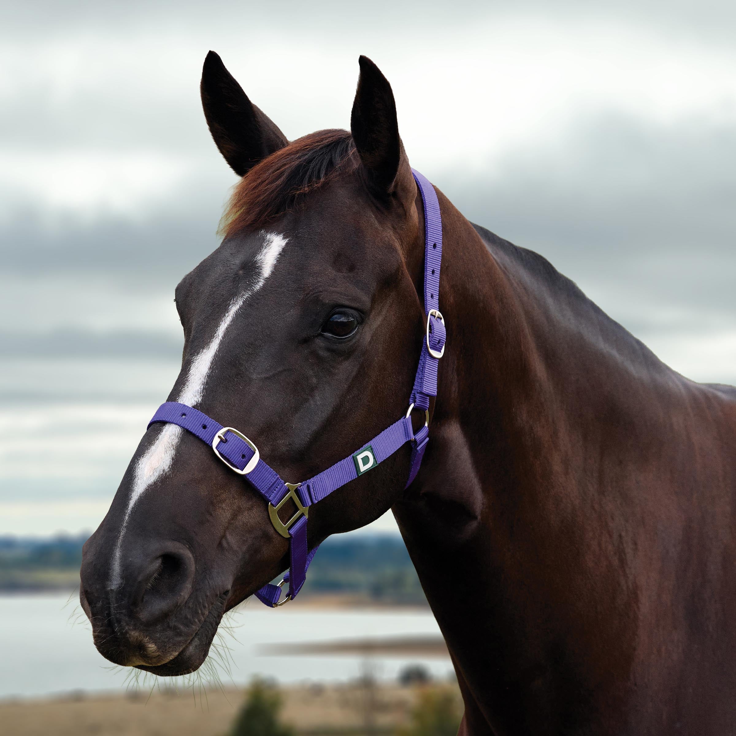 image_main - Purple - Dublin Everyday Breakaway Halter - .jpg