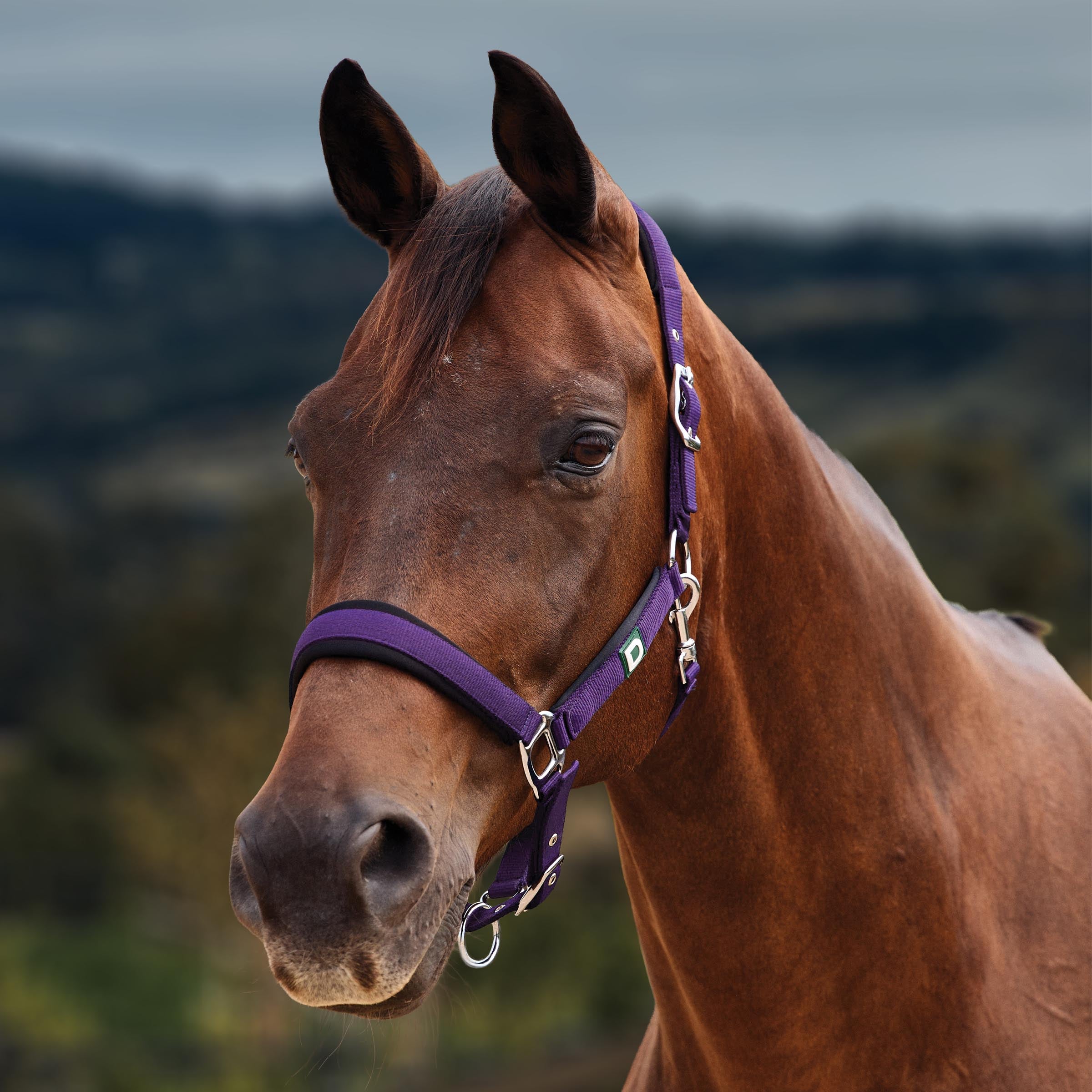 image_main - Purple - Dublin Neo Comfort Breakaway Halter - .jpg