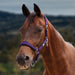 image_main - Purple - Dublin Neo Comfort Breakaway Halter - .jpg