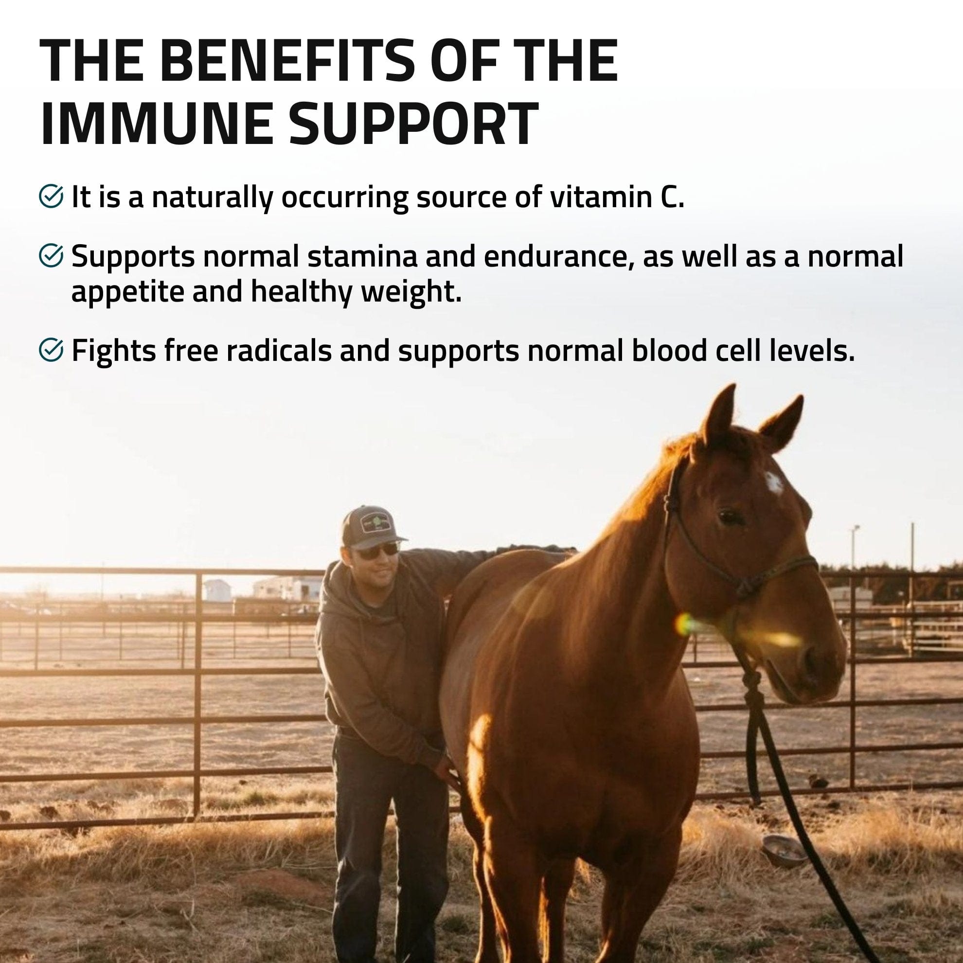 Immune Support for Horses - Equine Exchange Tack Shop