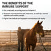Immune Support for Horses - Equine Exchange Tack Shop