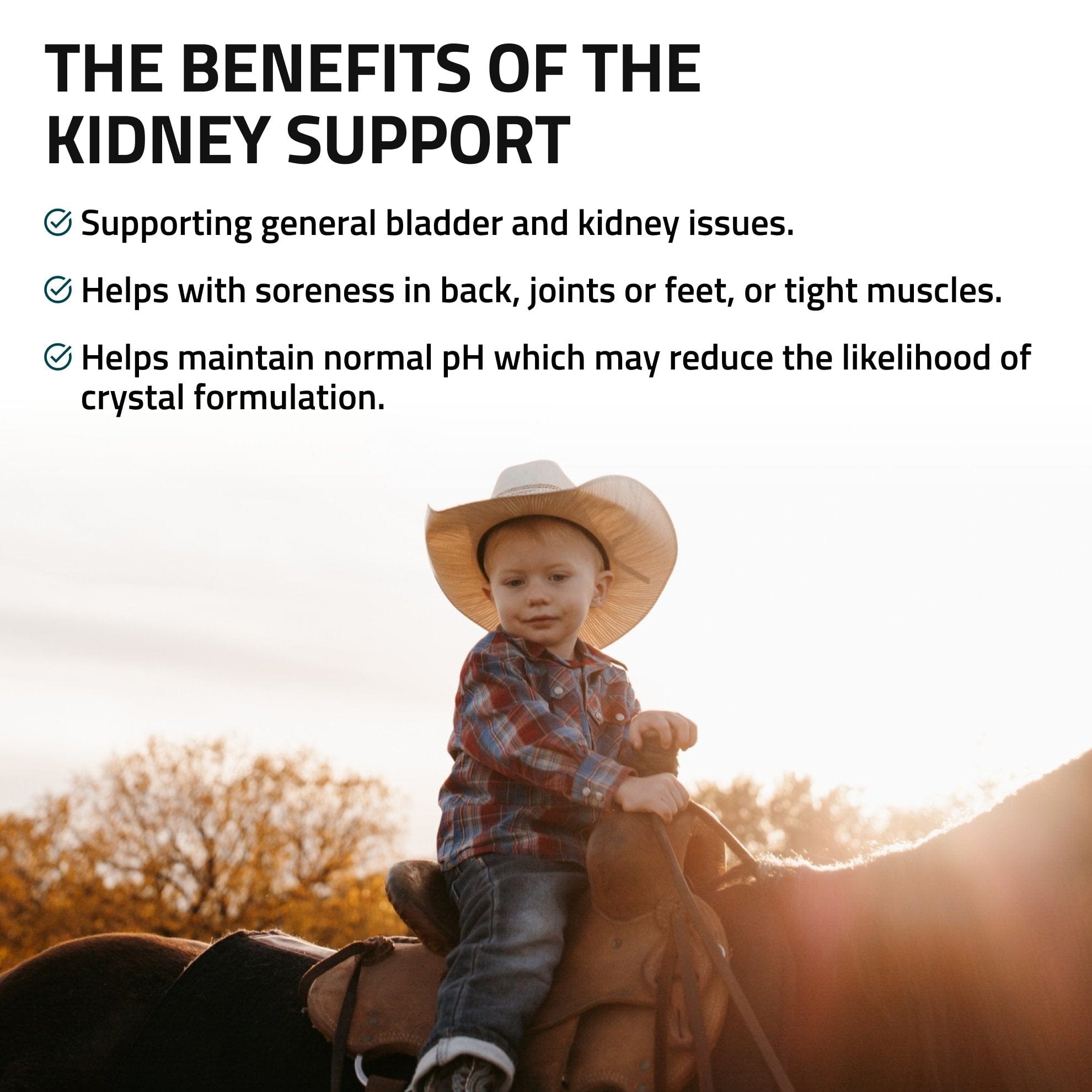 Kidney Support for Horses