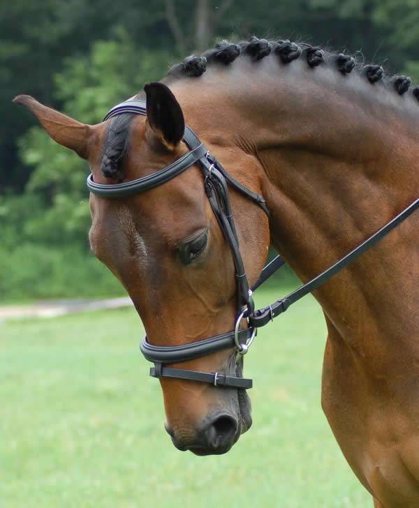 Red Barn Centerline Bridle - CLEARANCE
