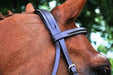 KL Select Black Oak Aster Hunter Bridle - Equine Exchange Tack Shop