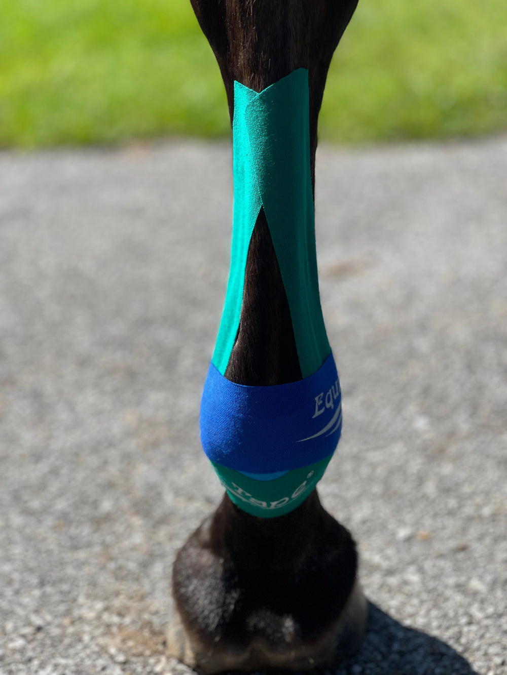 Equi-Tape® Fundamentals Course & Module Bundle - Equine Exchange Tack Shop