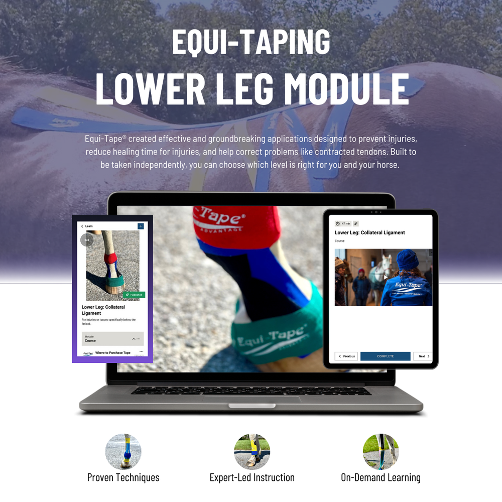 Module: Lower Leg - Equine Exchange Tack Shop