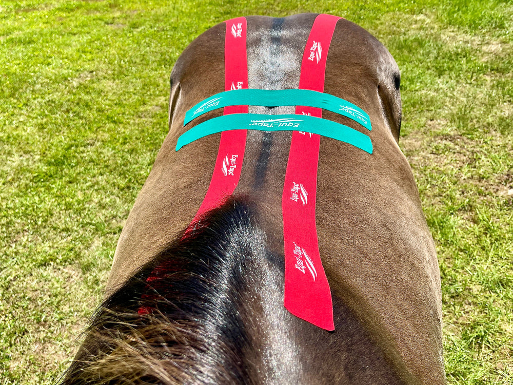Equi-Tape® Fundamentals Course & Module Bundle - Equine Exchange Tack Shop