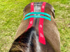 Equi-Tape® Fundamentals Course & Module Bundle - Equine Exchange Tack Shop