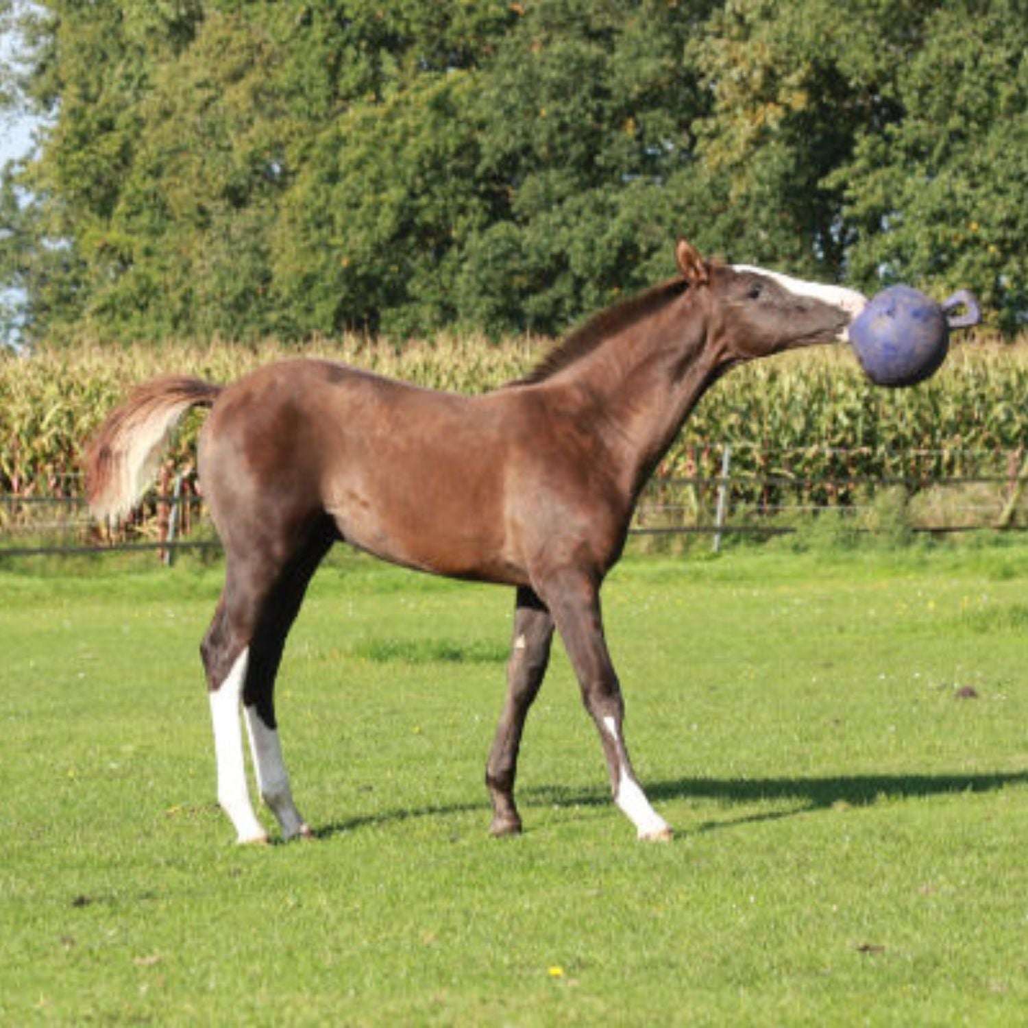 Jolly Ball® 8" - Equine Exchange Tack Shop