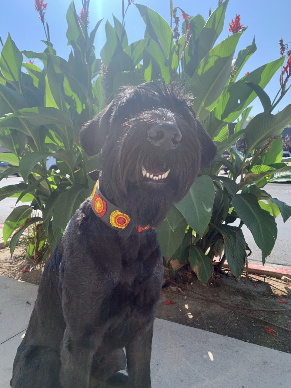 Morocco Beaded Dog Collar - Equine Exchange Tack Shop